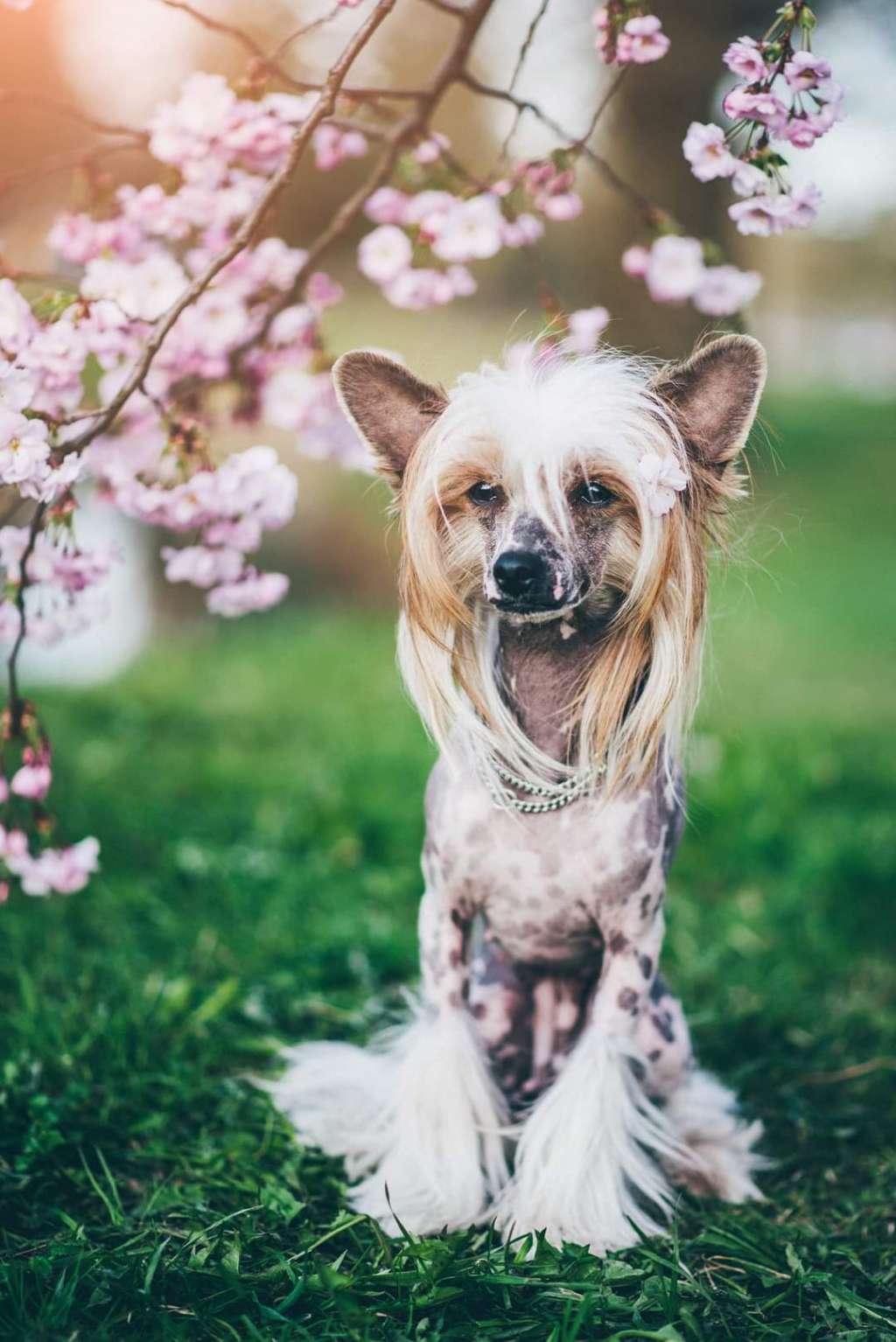 Izabel Crystals Goldie