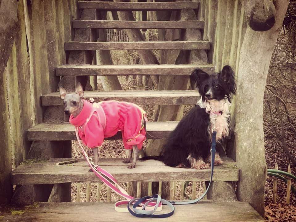 A Rendevous at Midnight Star of Golden Lily