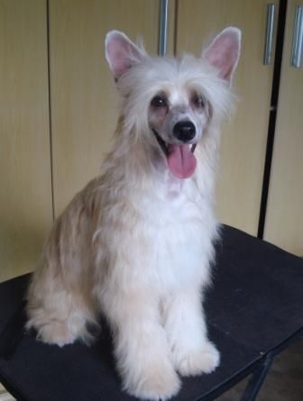 Praia do Sossego Pothos Iris Azul