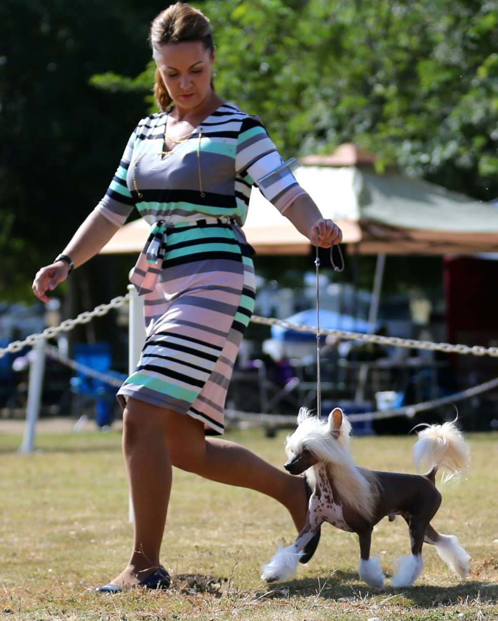 Multi Biss Am GCHG Ch Crested LC Jionni