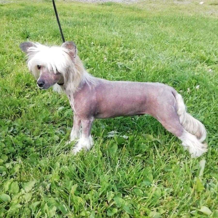 Joyway's Rise Of The Dragon