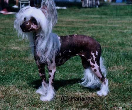 Secret Line's Kisses For Sale