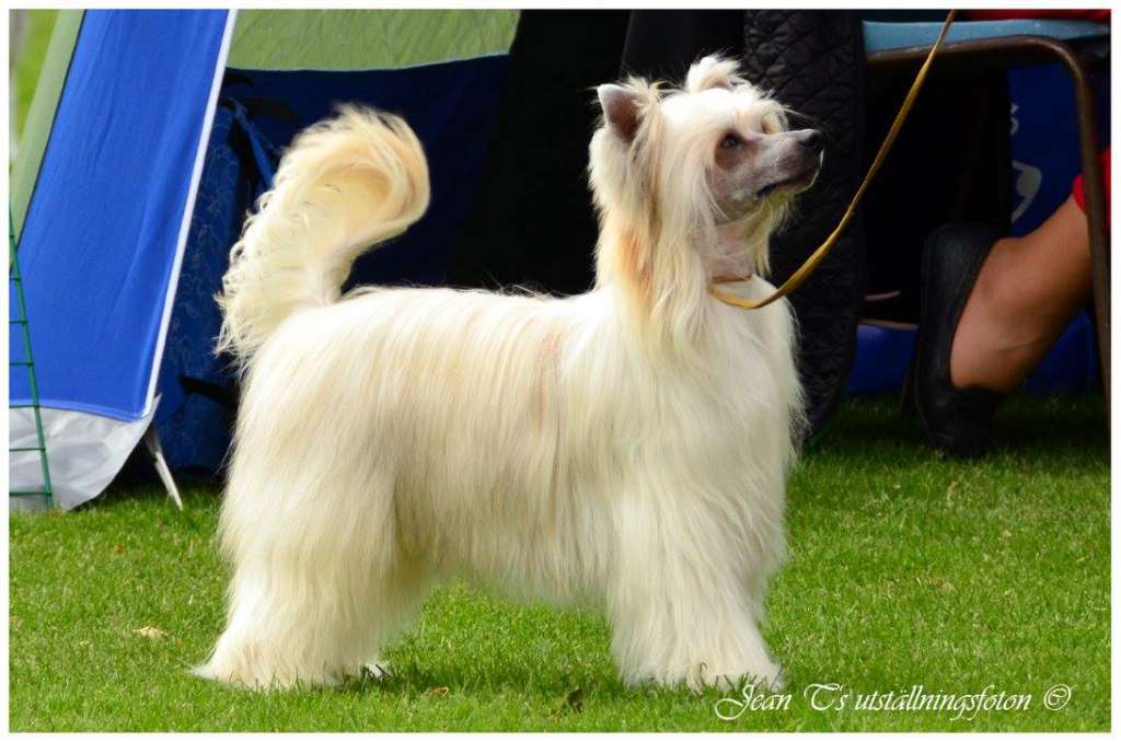 Rozumiesz To Next Germanika