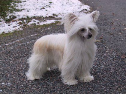 Lemiz My Dragon Moon Lady