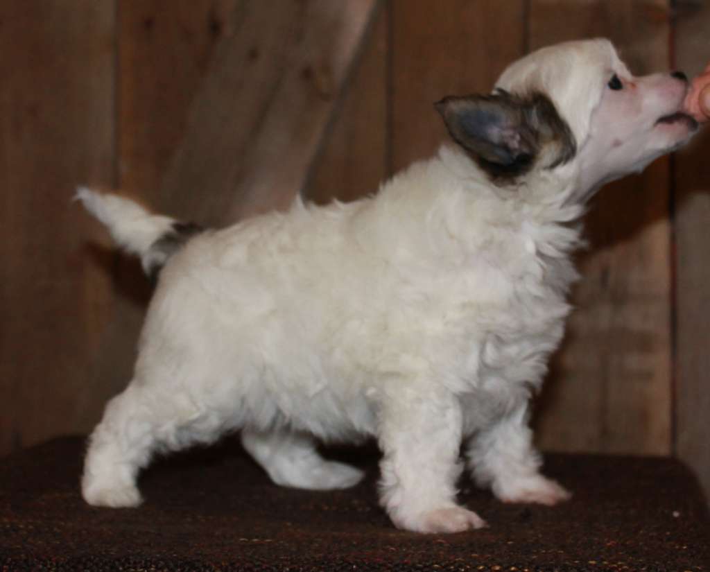 Chattanooga's Kaunein Unesi