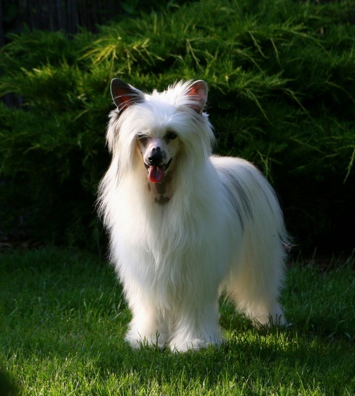 Yacaranda von Shinbashi at Mistancharl