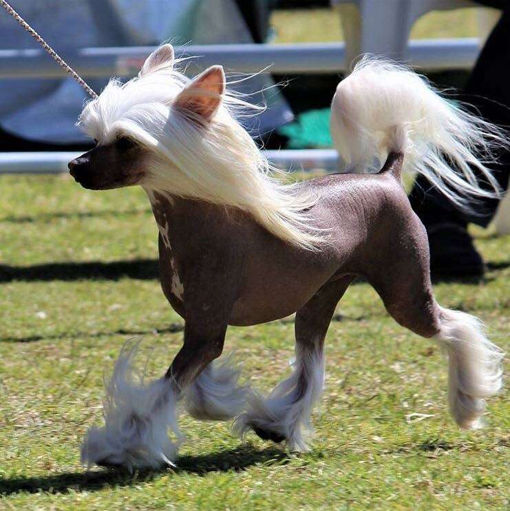 Piper Paul von Shinbashi