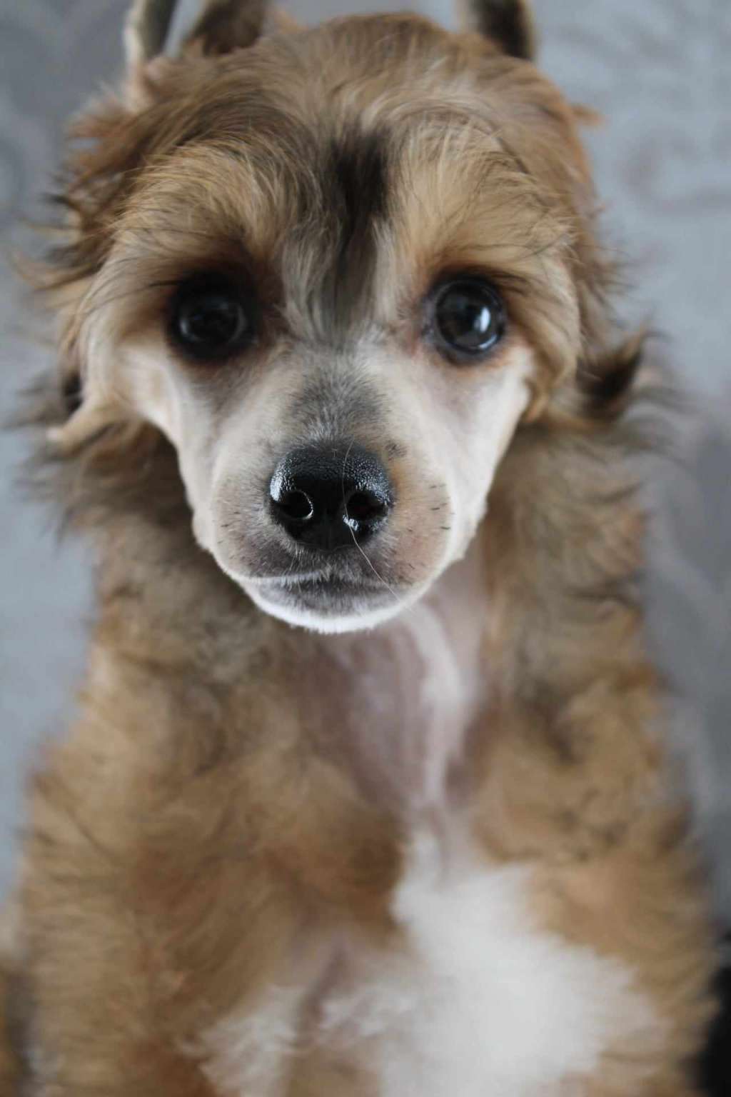 Ushi Sweet love of Mine