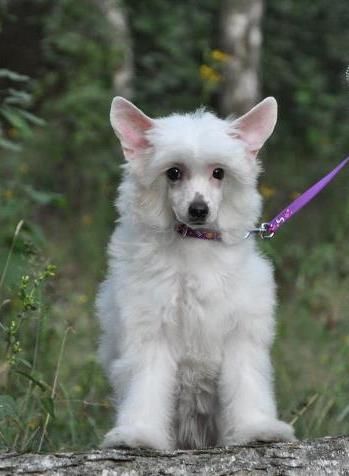 Jelly Baby Bond Sua Sponte