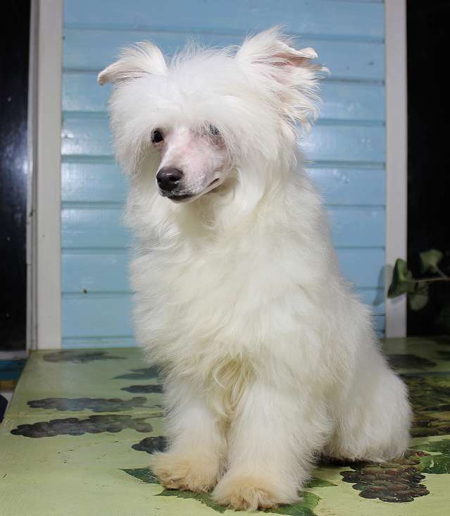 Angel O' Check Zefirka