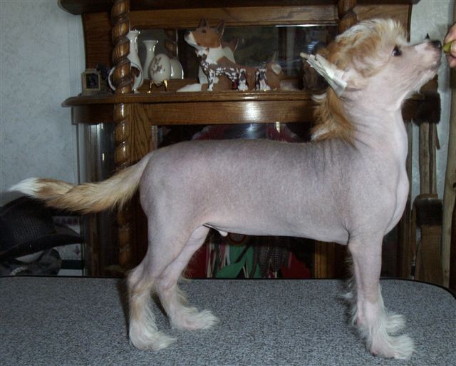 Windsong's Chunky Money