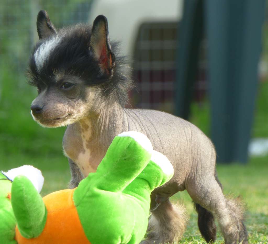 Falco z Jestrebiho kralovstvi