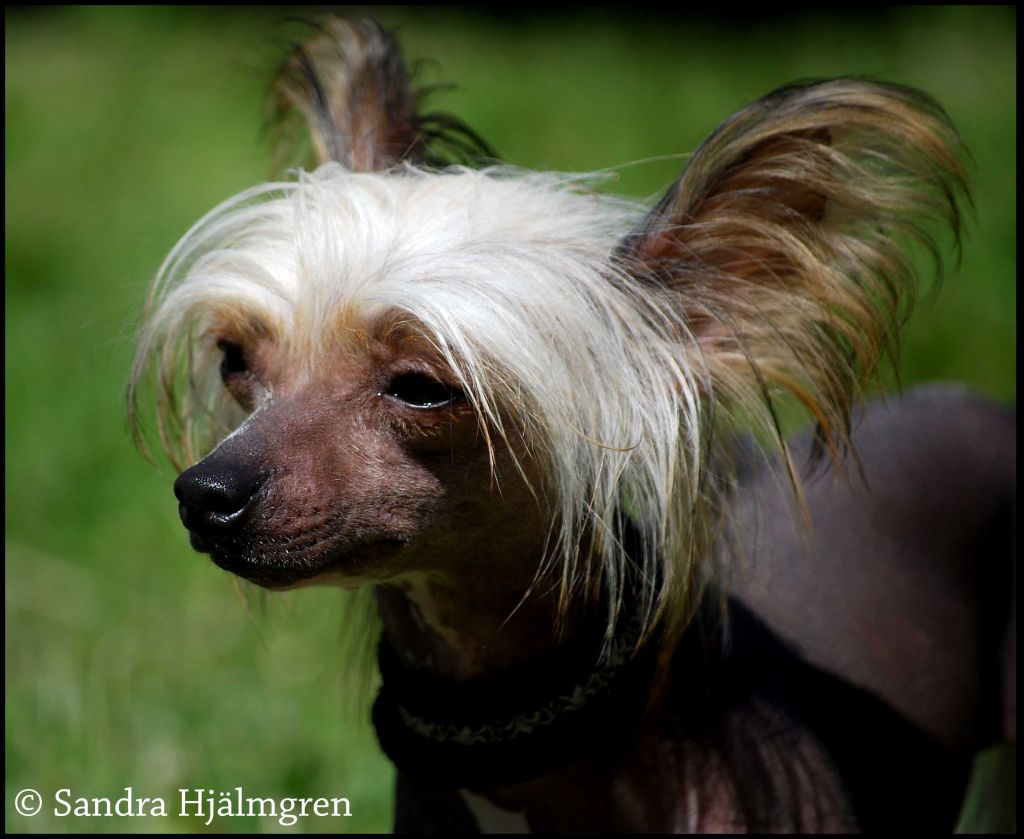 Denize'z Gizmo'z Wimzi