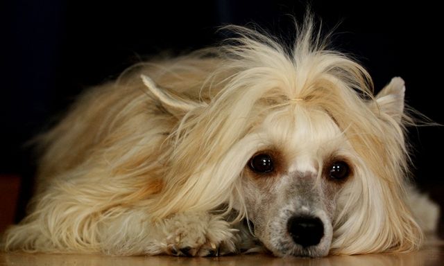 Calusny Lovelas Innowacja