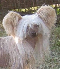 Orero Lovely Hennessy