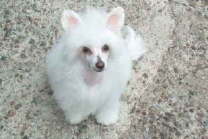 Royalgift Snowball Star