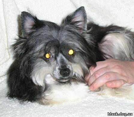 Rus Foreva Velikiy Kombinator