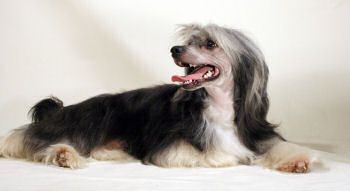 Dark Power Puff Pack