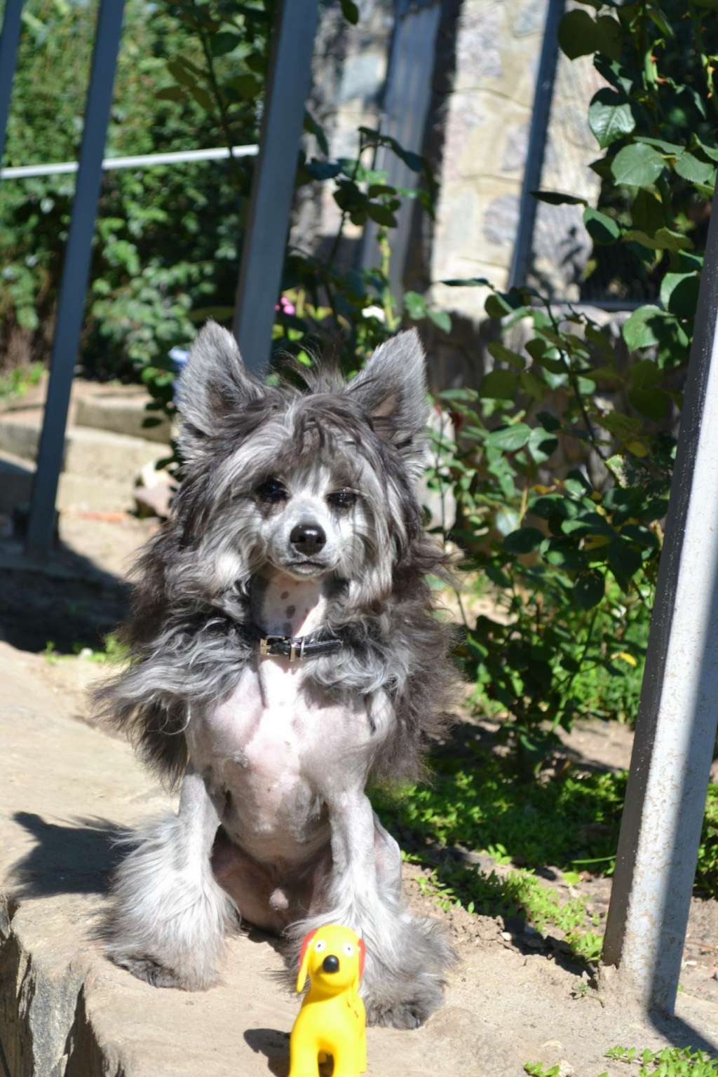 Pride of the night Boris