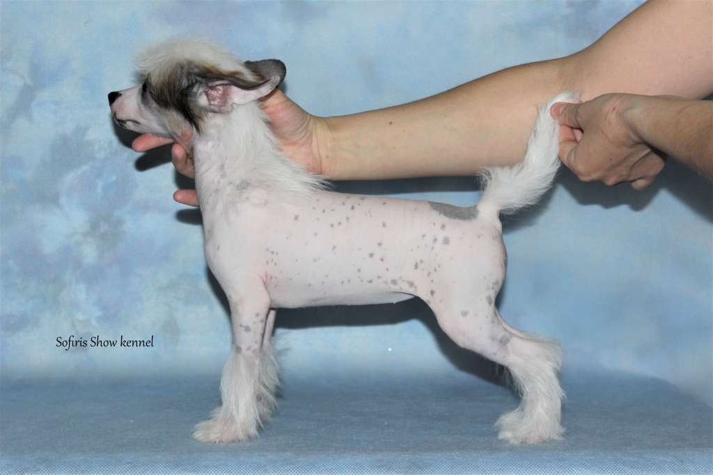 Sofiris Show Reason To Be Happy