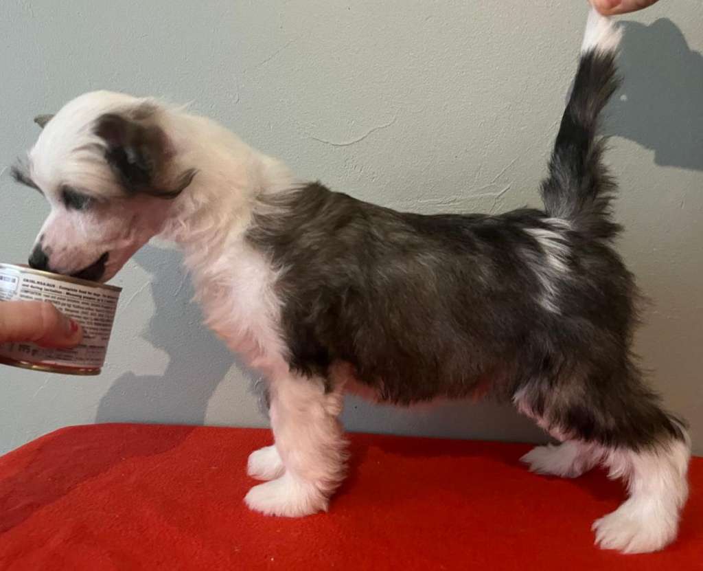 Concrete Clouds Coney Island