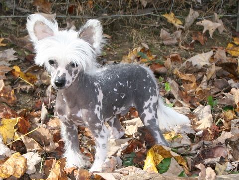 JRF-EverCrest Stop! Proceed with Caution