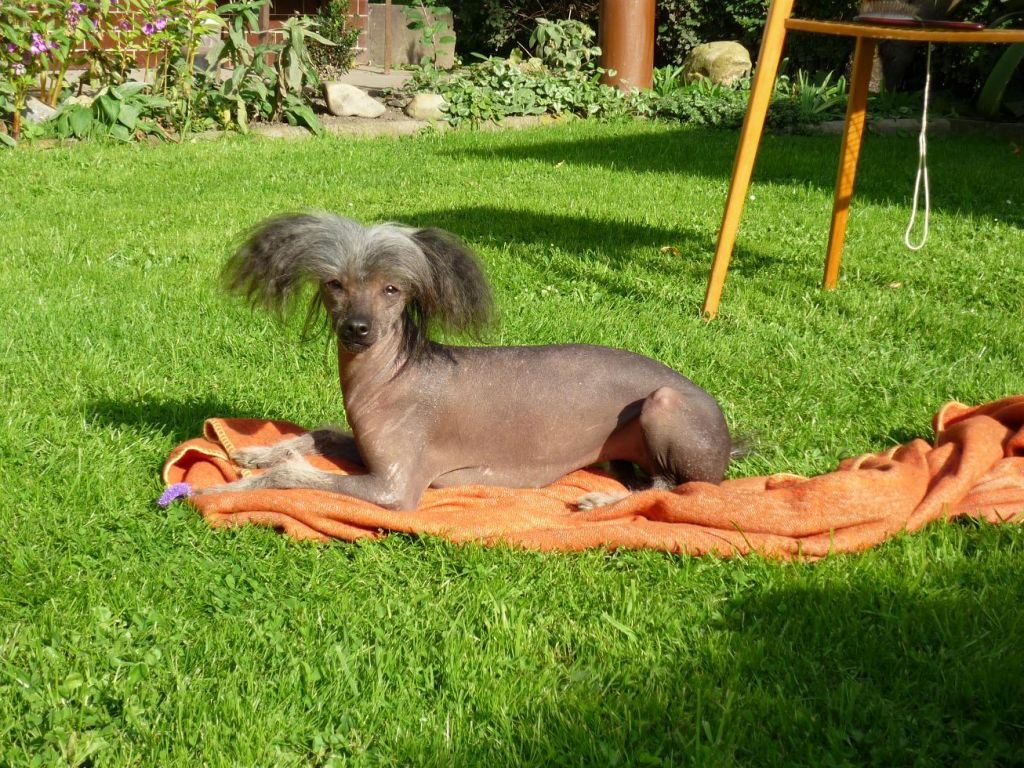 Felicity Bos Bohemia