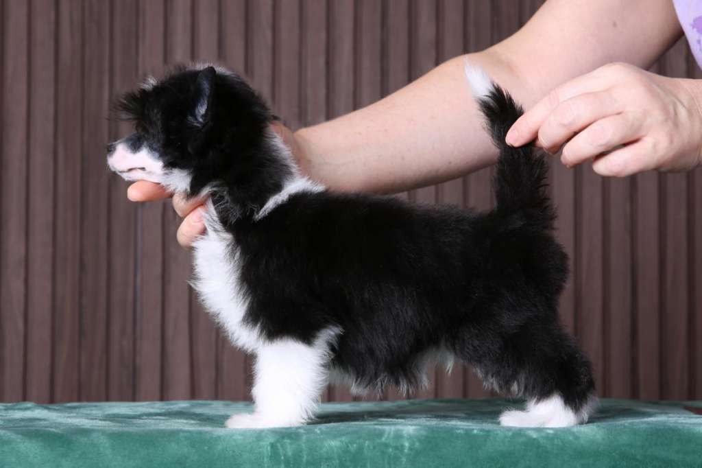 Incanto Del Mondo Magnificent Sequel