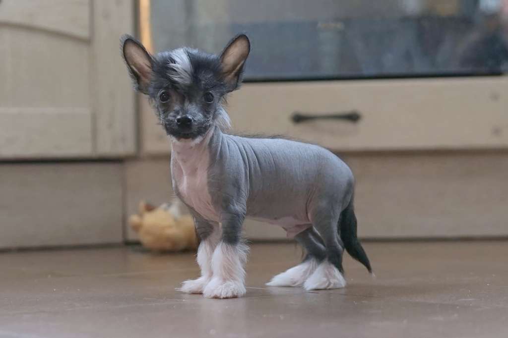 PICASSO z Królestwa Agarthi