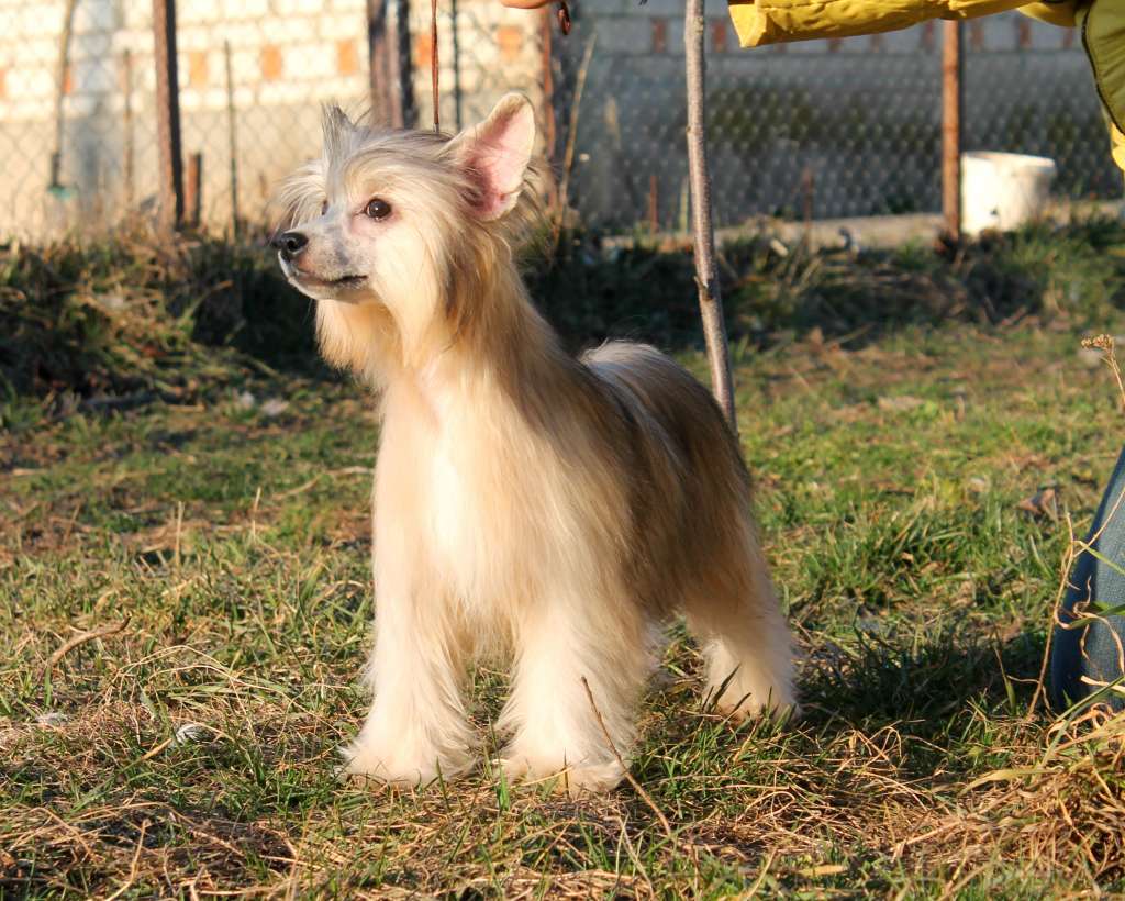 Calipso Molosos Gratzi