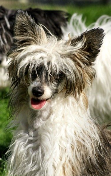 Royal-Flush of Charley's Generation