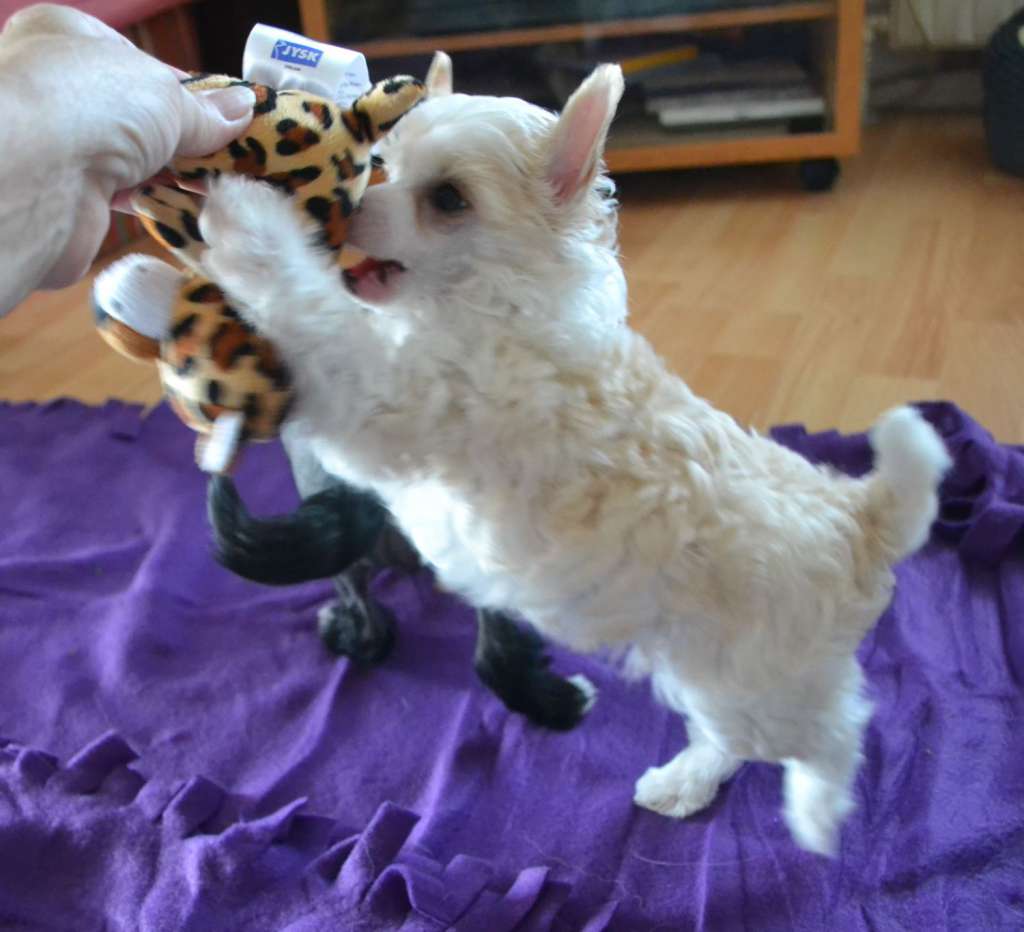 Crazy Little Diamond Yin