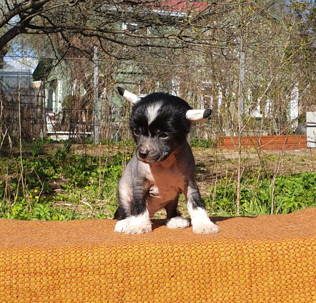 Apriori Vip Kristoffer