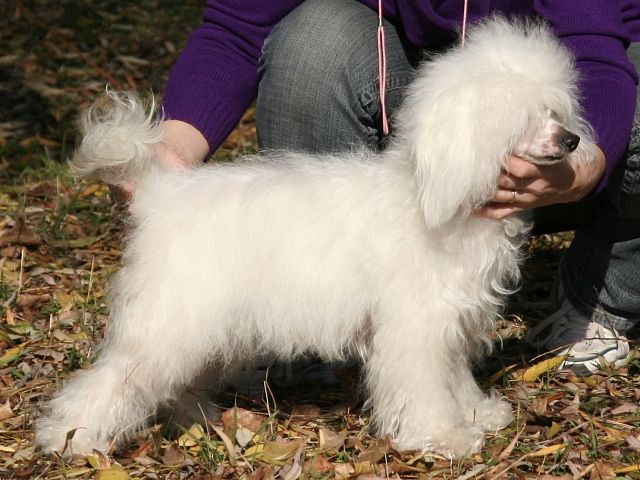 Apriori Vip Nefertiti