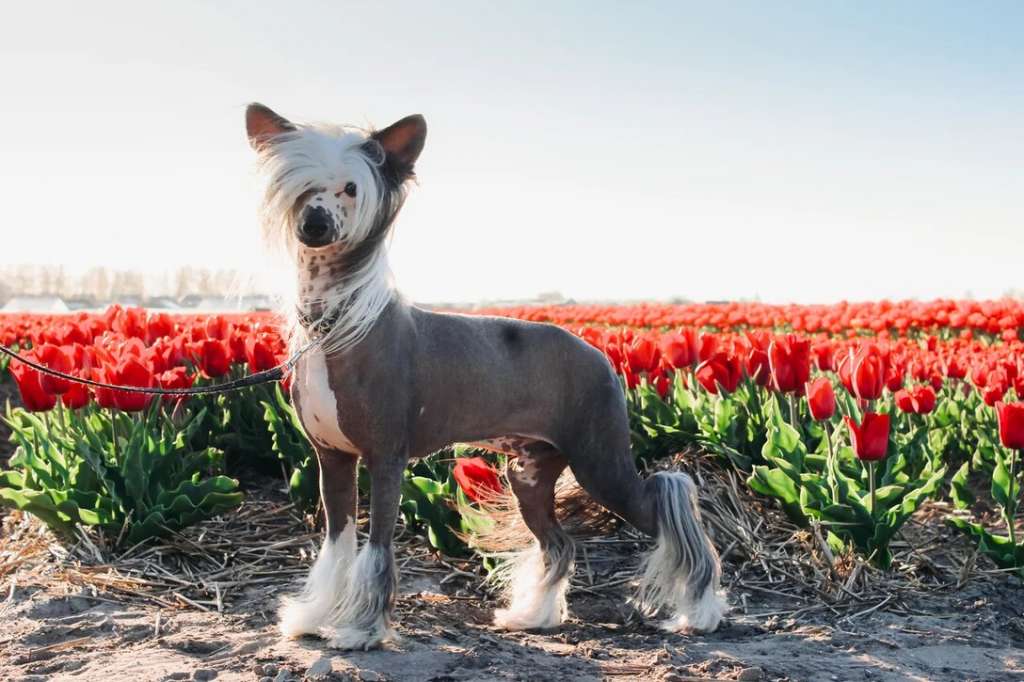 Olliandres Xperia Agent Fletch