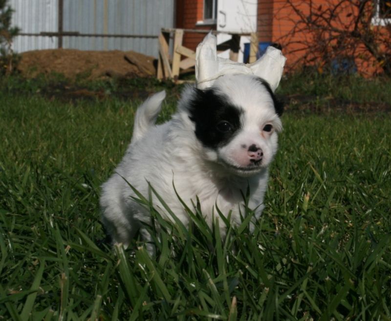 Sky Miracle Down Fairy Tale