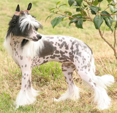 Zoe's Violet Do Can Bravo