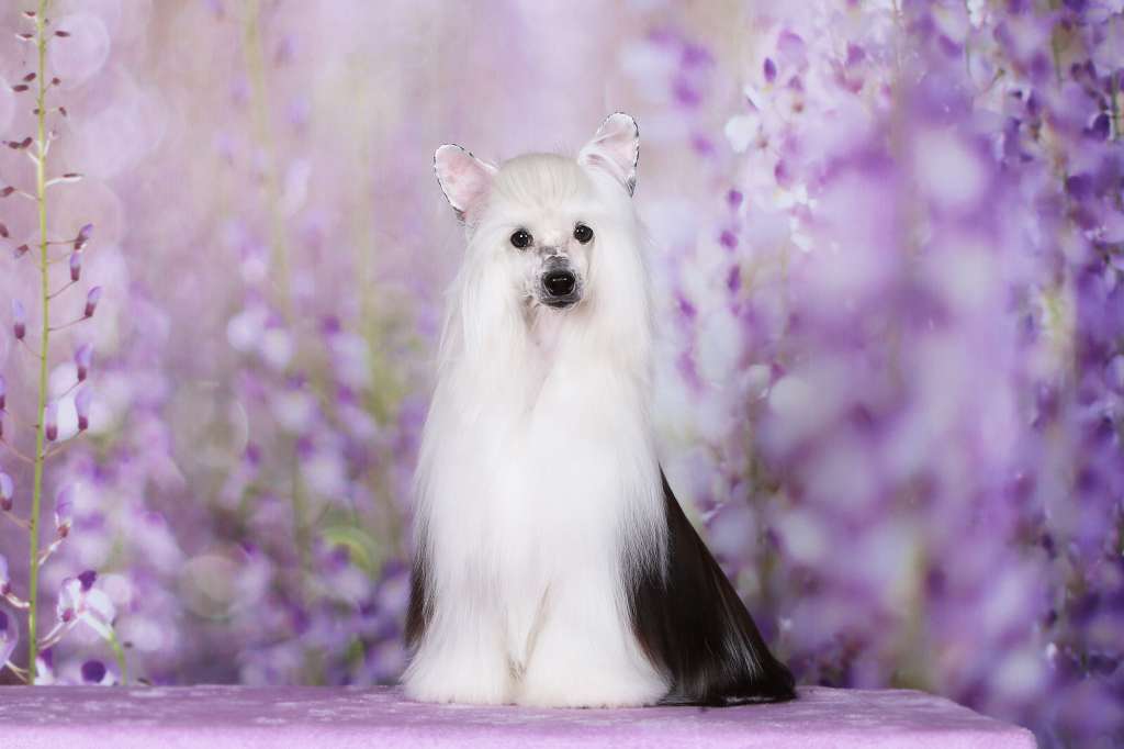 Incanto Del Mondo Bentley Bentayga