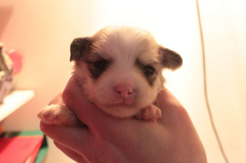 Allegranden Hej Tjolahoppsan Sa