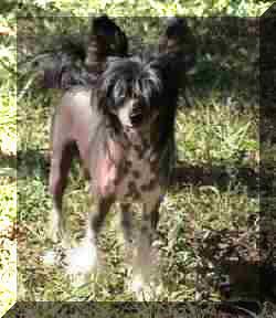 Shambhala's True Pasha