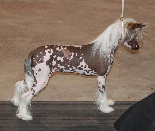 Crestyle Ya Snooze You Loose HL