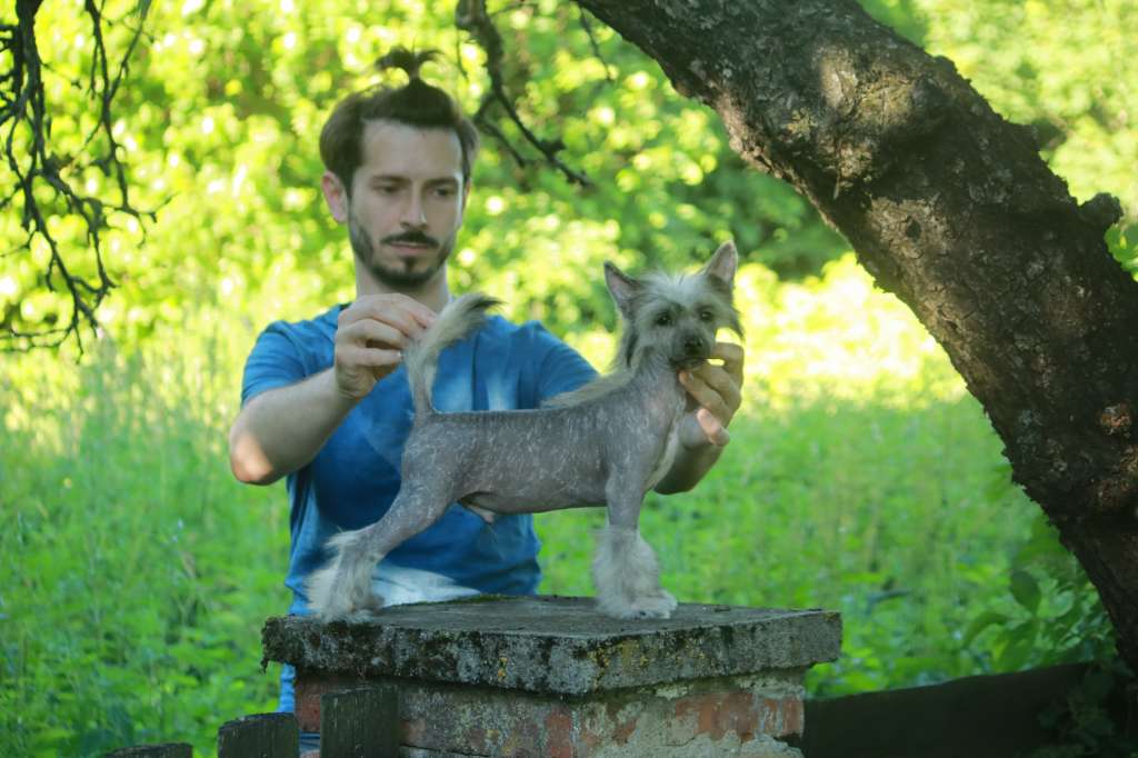 Pospiech Next Germanika