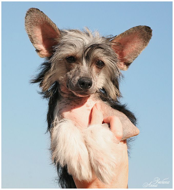 Dogland Happy Ancient Dream