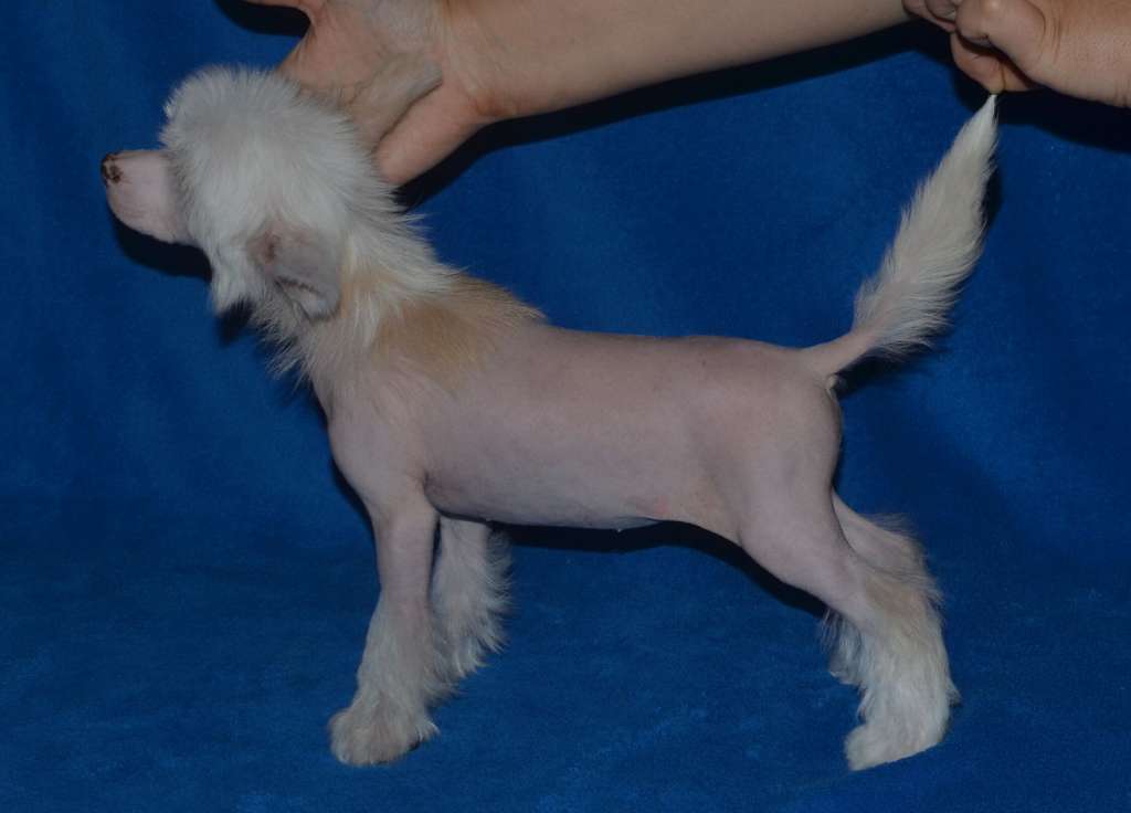 Magic of Success Odette