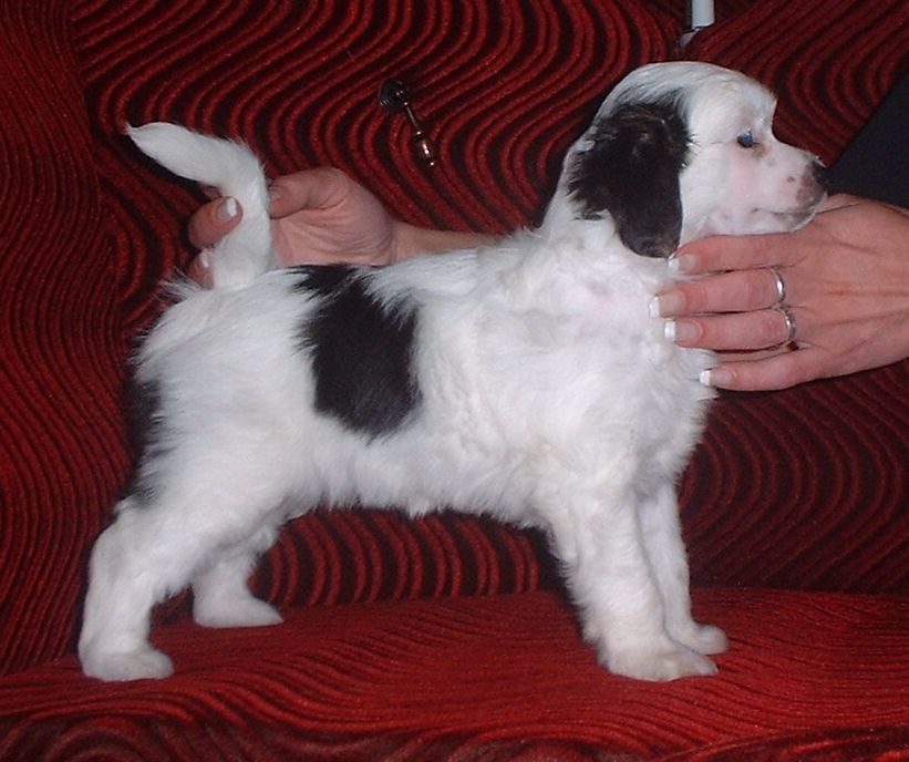 Qiang wei z Jasne hvezdy