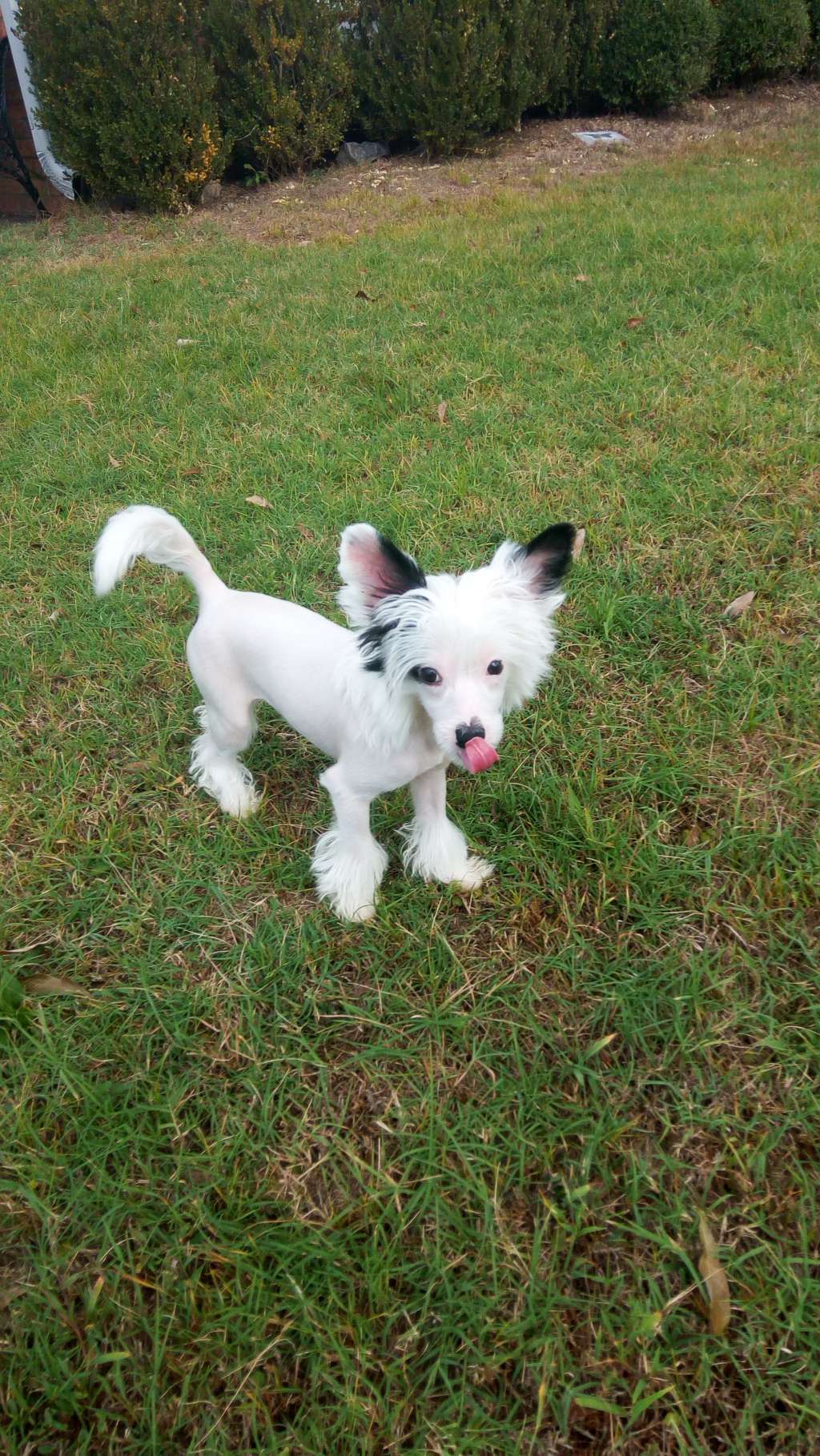 Sterling-Karma Gitts Attention