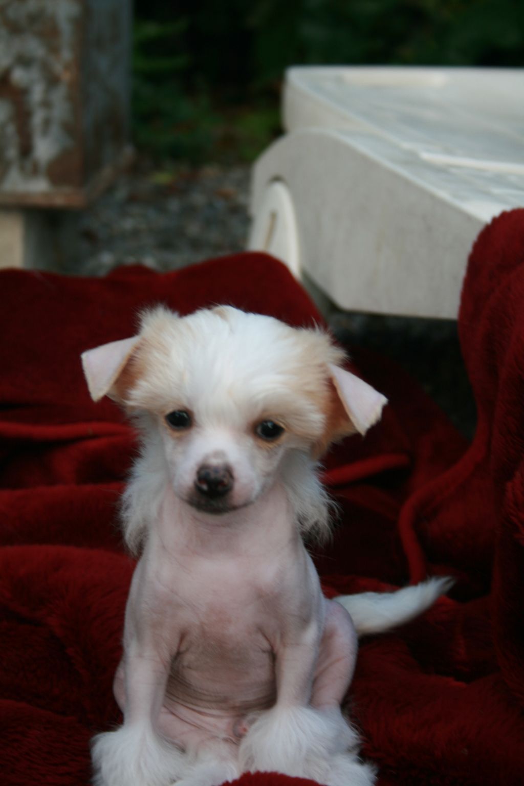 Rockstar Fantasy Island