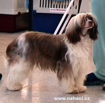 Duke Dante Slezsky Sen