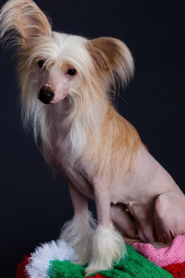 Olegro Katrin Fert Mih Tsum Zig