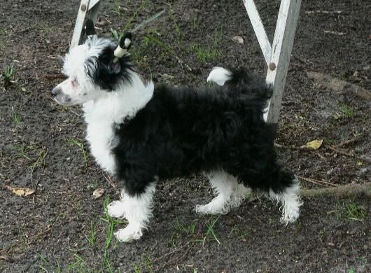 Kalypso Dancing in the Moonlight